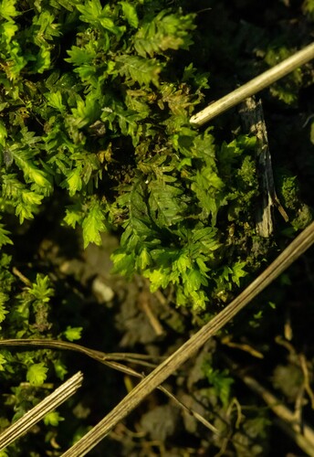 Fissidens taxifolius observed 2026-10-15