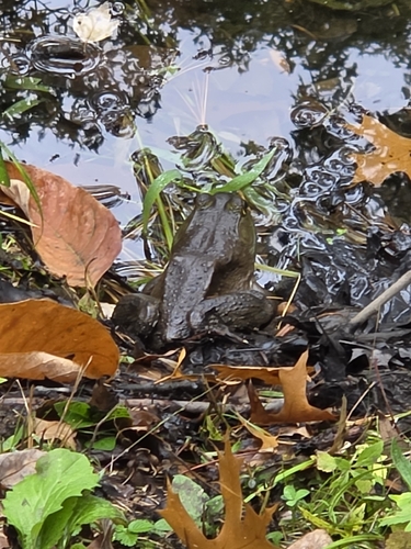 American Bullfrog