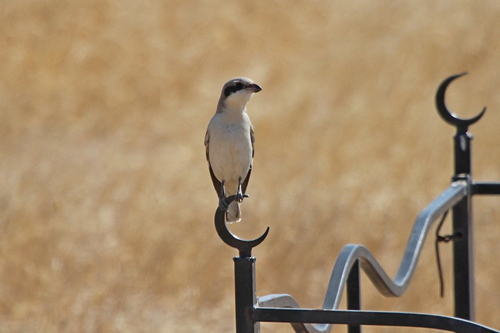 iNaturalist image