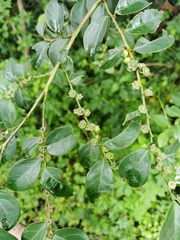Breynia fruticosa