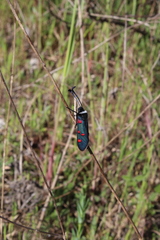 Zygaena lavandulae