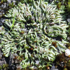 Riccia multifida