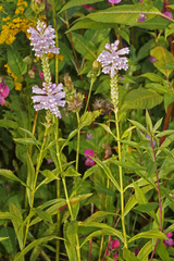 Physostegia virginiana