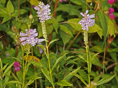 Physostegia virginiana