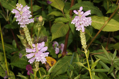 Physostegia virginiana