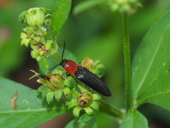 Ludioschema obscuripes