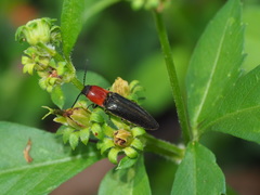 Ludioschema obscuripes