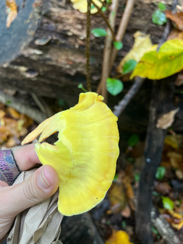 chicken of the woods