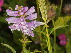 Physostegia virginiana