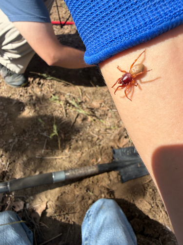 Woodlouse Spider