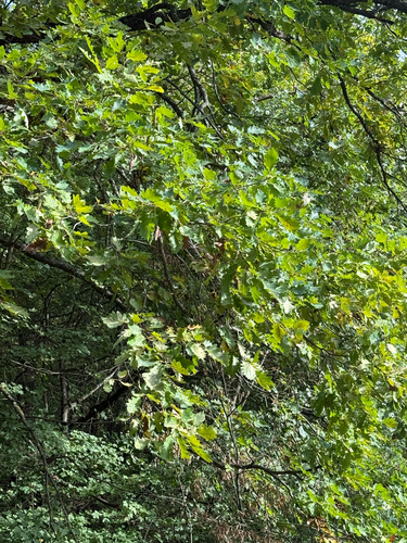 sessile oak