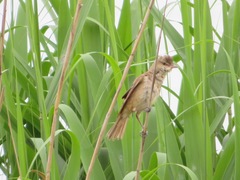 Acrocephalus orientalis