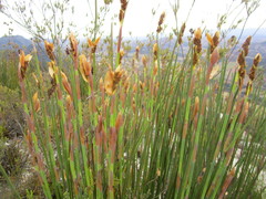 Elegia thyrsoidea