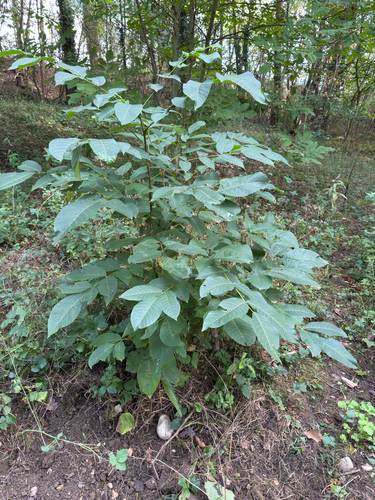 Persian walnut