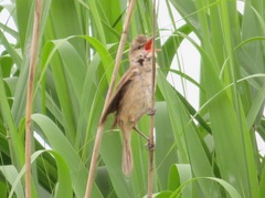 Acrocephalus orientalis