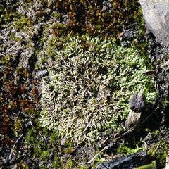 Riccia multifida