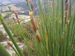 Elegia thyrsoidea