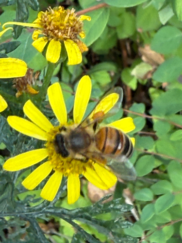 Western Honey Bee