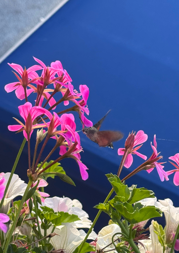 Eurasian Hummingbird Hawkmoth
