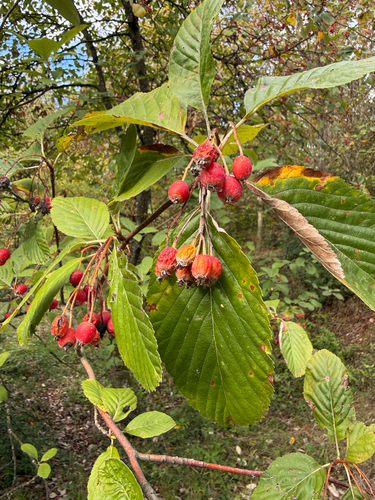 Whitebeam
