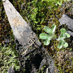 Riccia cartilaginosa
