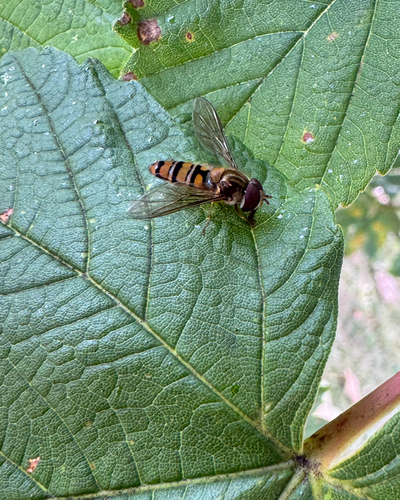 Marmalade Hover Fly