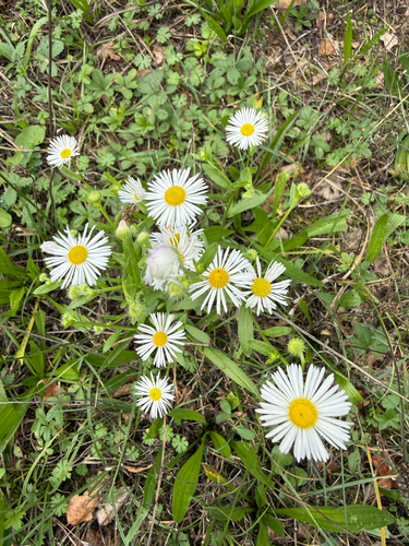 annual fleabane