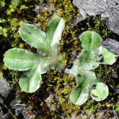 Riccia cartilaginosa