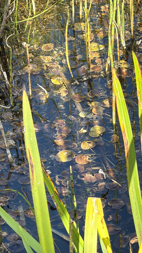 Hydrocharis morsus-ranae, 2026-10-16