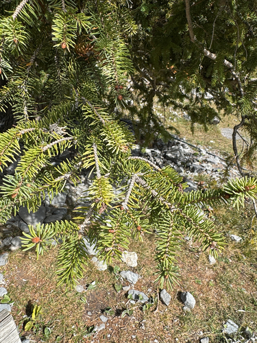 Norway spruce