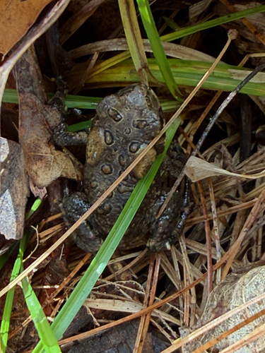 American Toad