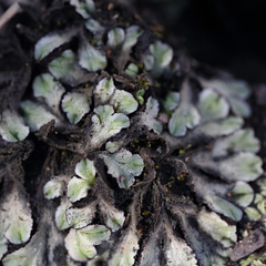 Riccia spongiosula