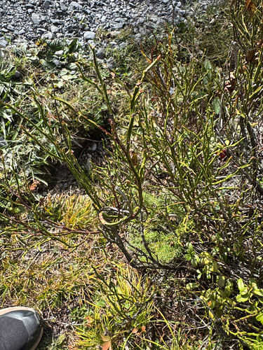 common bilberry