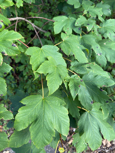 sycamore maple