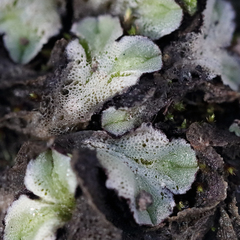 Riccia spongiosula
