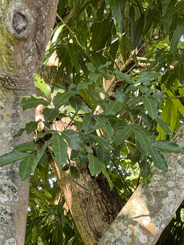 Melicoccus bijugatus observed 2026-10-16