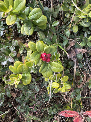 Lingonberry