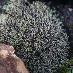 Riccia multifida