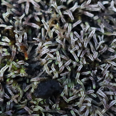 Riccia multifida