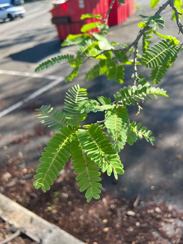 Tamarindus indica observed 2026-10-16