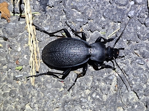 Leather Beetle