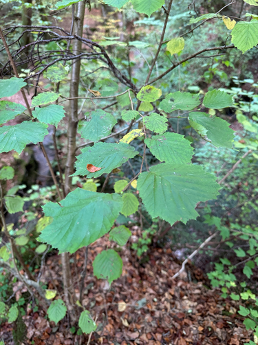common hazel
