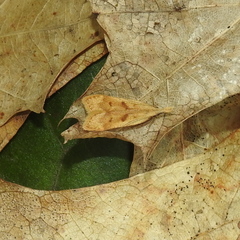 Dichomeris derasella