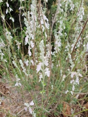 Teucrium creticum