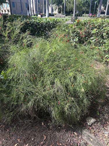 Russelia equisetiformis observed 2026-10-16