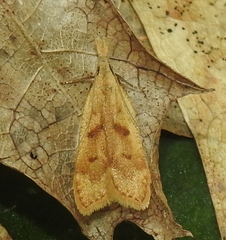 Dichomeris derasella