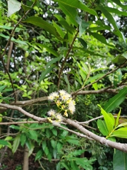 Syzygium nervosum