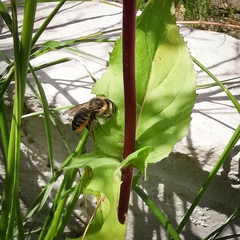 Megachile centuncularis