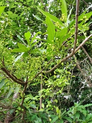 Syzygium nervosum