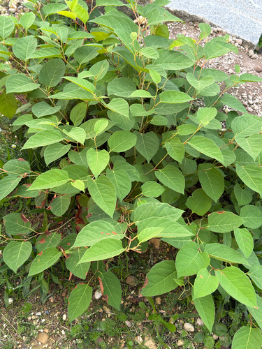 Japanese knotweed
